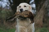 GOLDEN RETRIEVER 1027